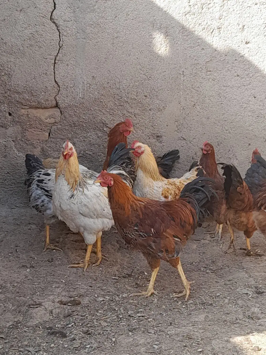 فروش ۱۰خروس محلی|حیوانات مزرعه|بوئین زهرا, |دیوار