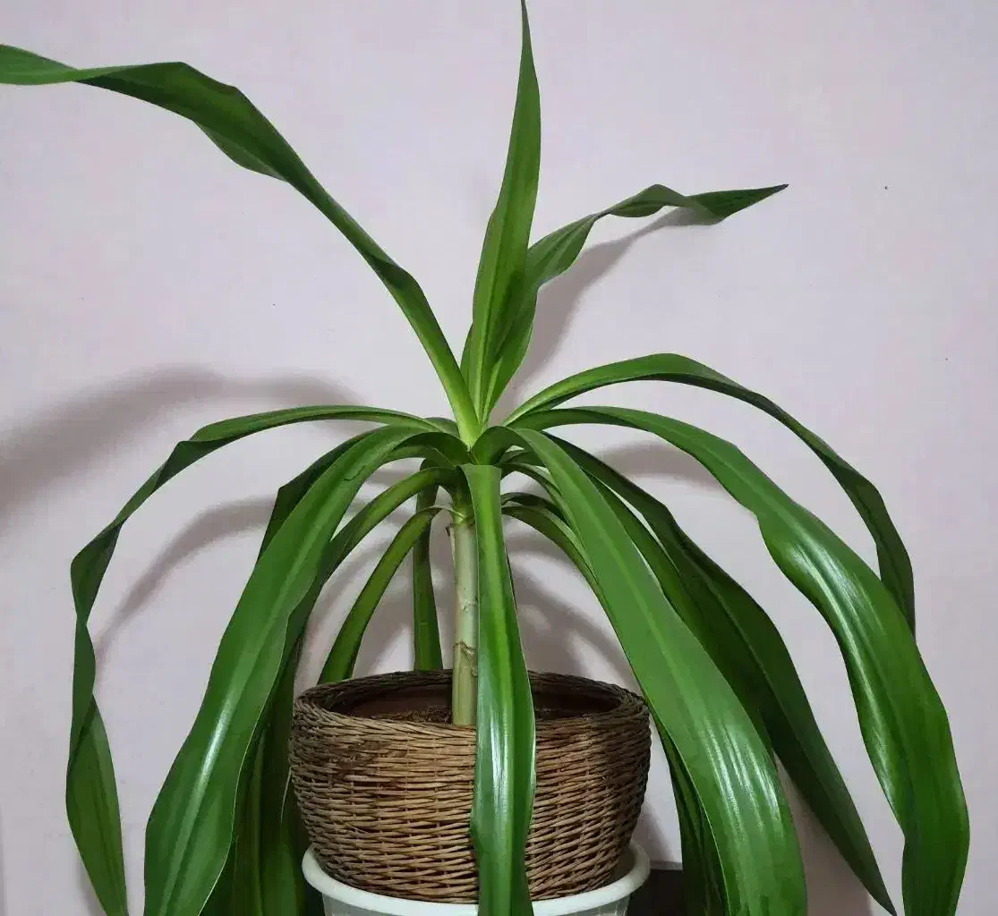 دو عدد گلدان بزرگ|گل و گیاه طبیعی|محمدشهر, شهرک پیام (مهرالبرز)|دیوار