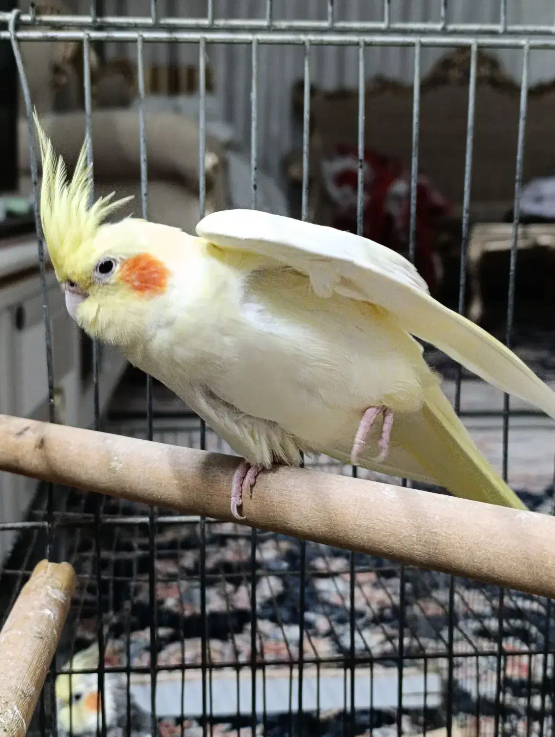 عروس هلندی لوتینو چشم شرابی ماده|پرنده|فردیس, شهرک ۱۱۰|دیوار