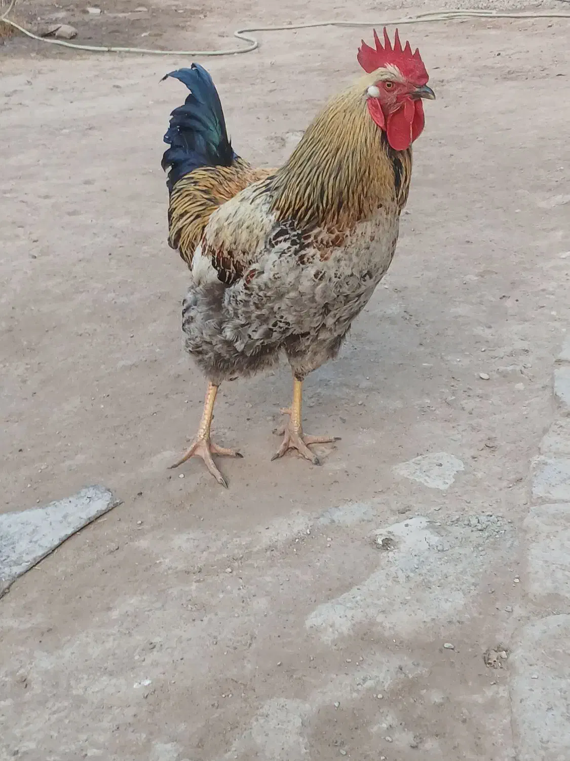 خروس جوان|حیوانات مزرعه|بزینه رود, |دیوار