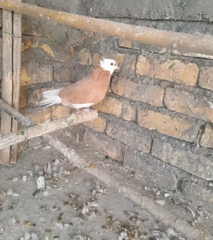 شازده ماده زردخ|پرنده|زابل, |دیوار