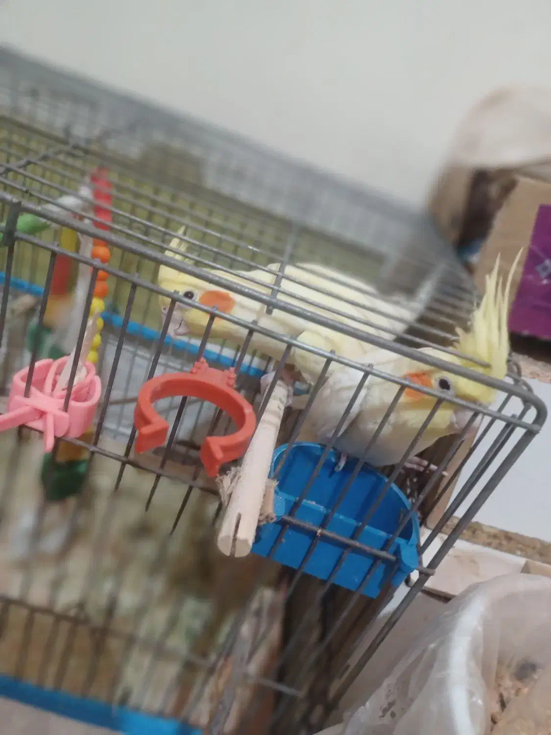 عروس هلندی . طوطی دونه ۱ میلیون(تخفیف داره)|پرنده|مسجد سلیمان, |دیوار