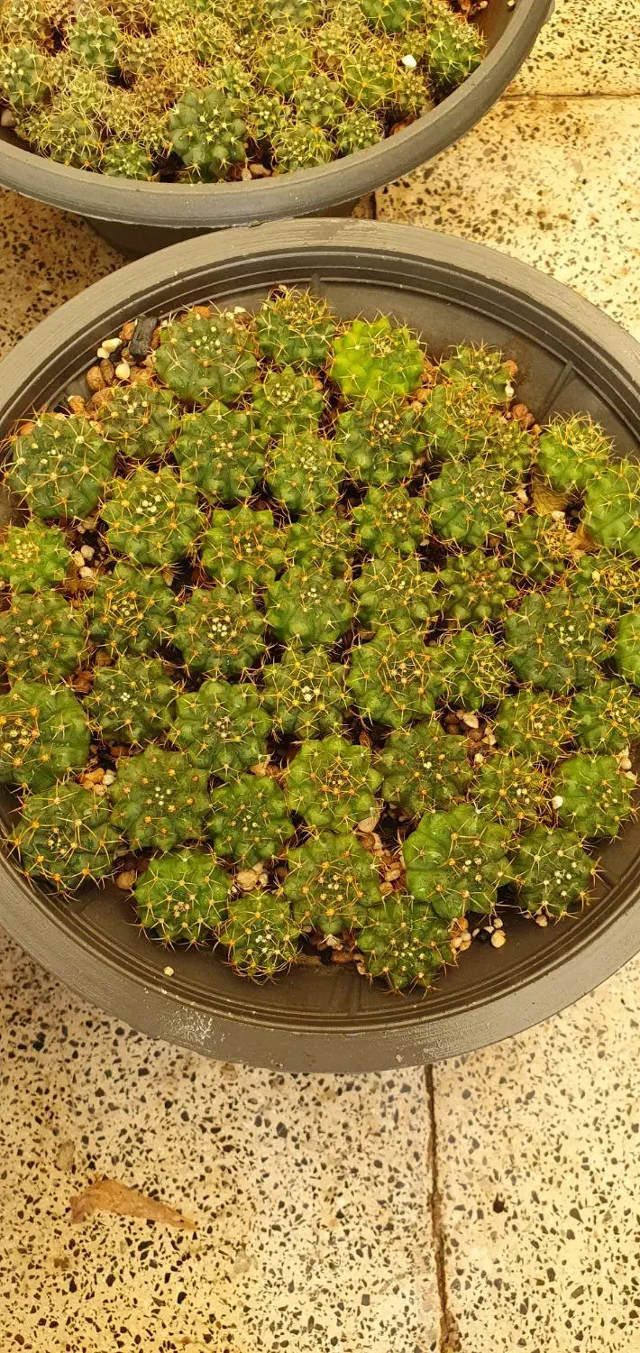 خزانه کاکتوس ژمینو|گل و گیاه طبیعی|تهران, ائمه اطهار|دیوار