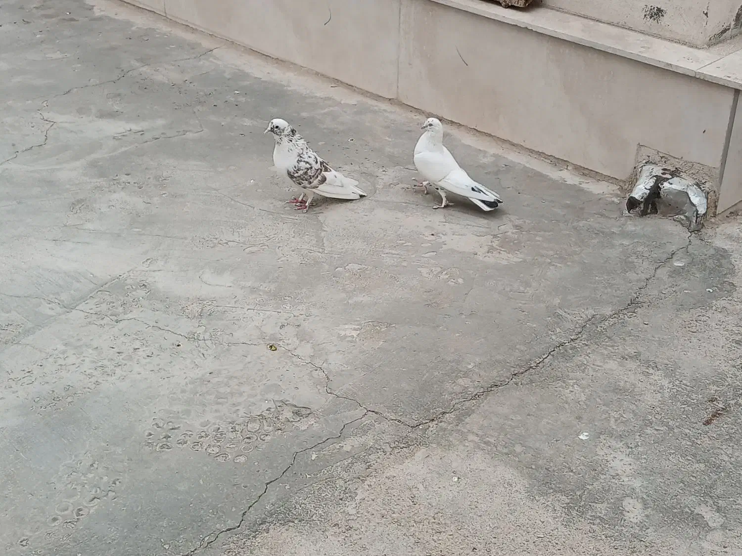 یک جفت کفتر|پرنده|یزد, |دیوار