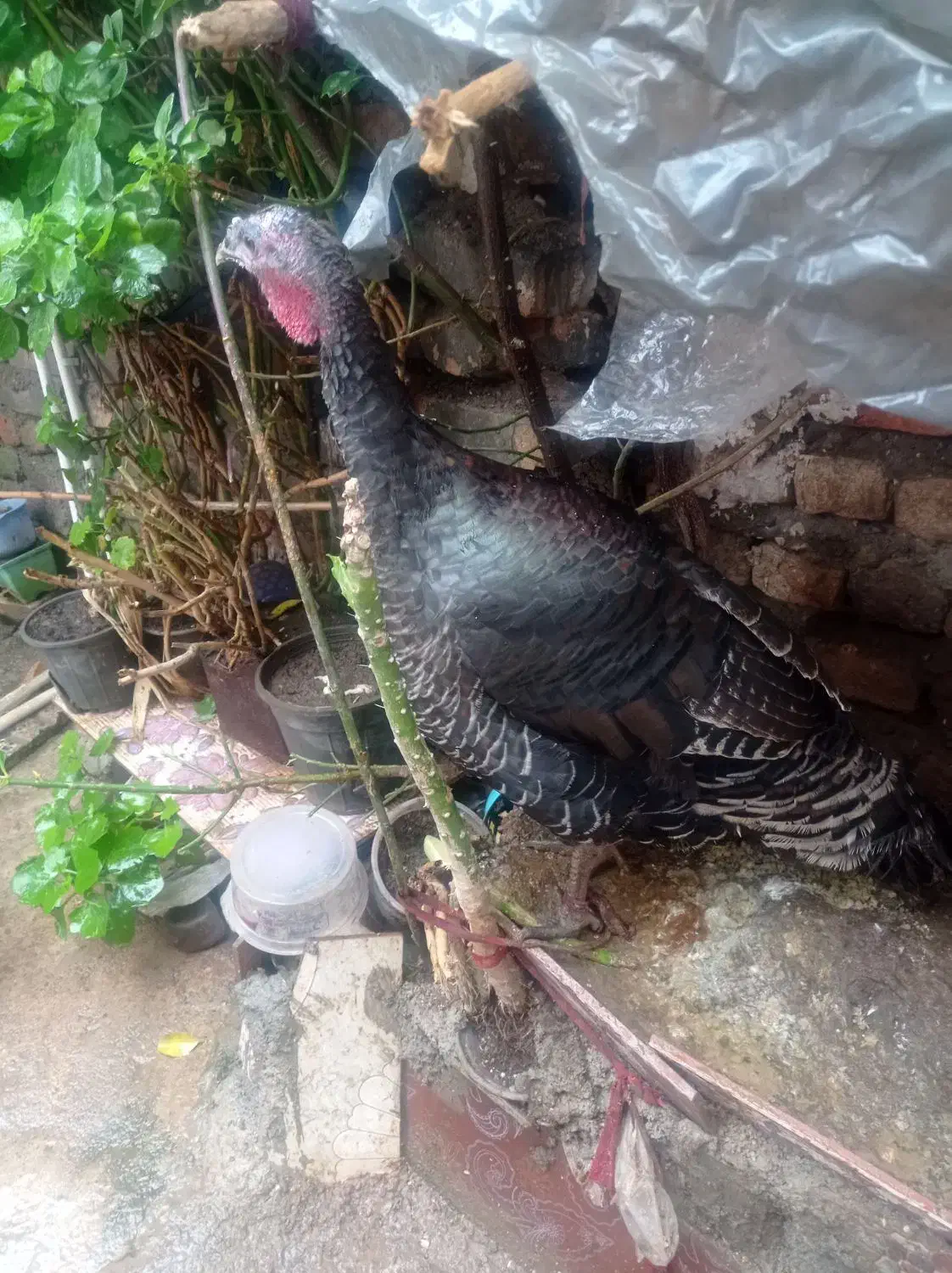 فروش پرنده وحیوان|حیوانات مزرعه|علیآباد کتول, |دیوار