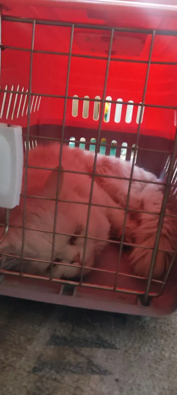 گربه گمشده|گربه|بندر گناوه, |دیوار