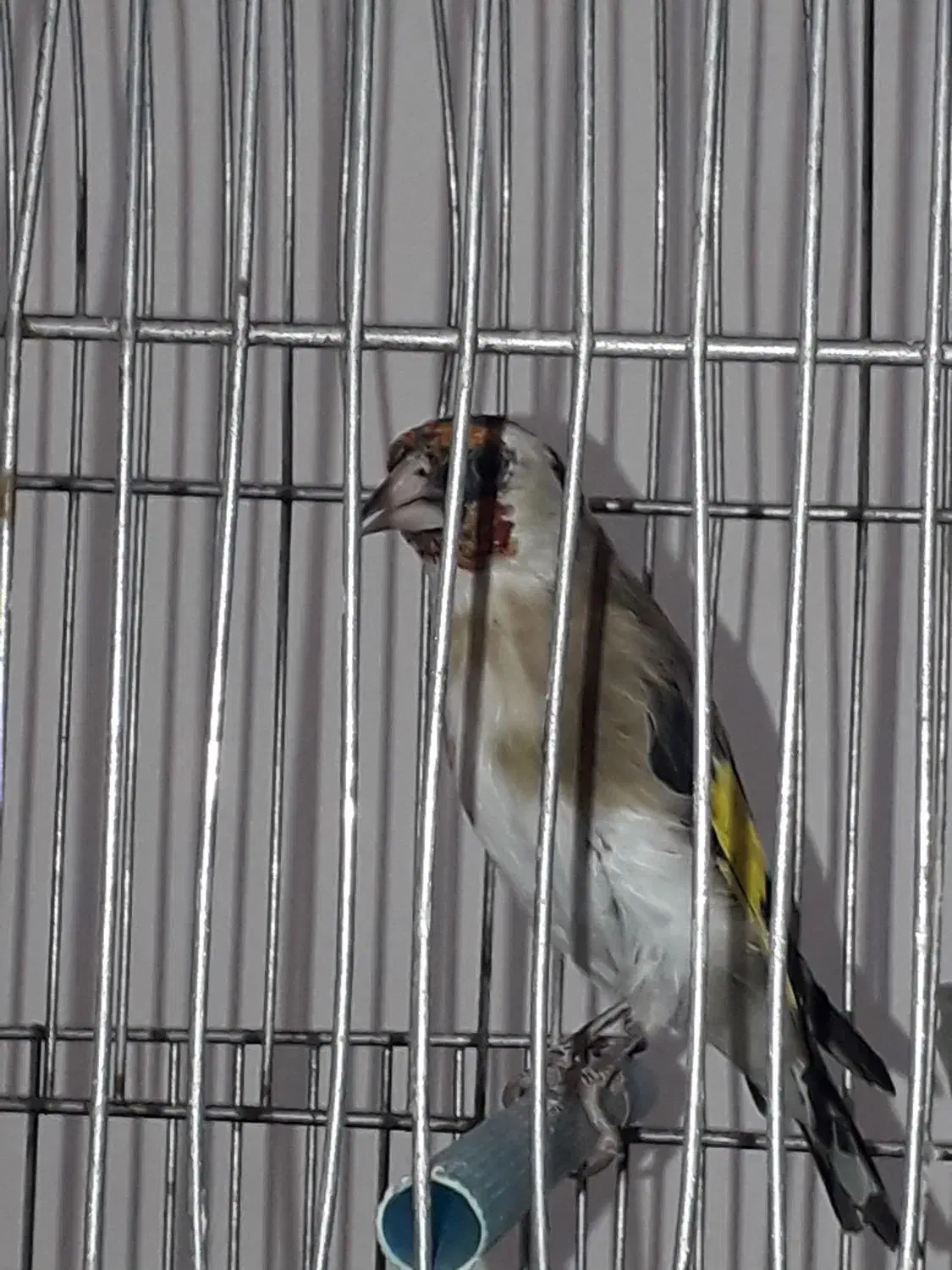 سیره کهنه مست مست|پرنده|بروجرد, |دیوار