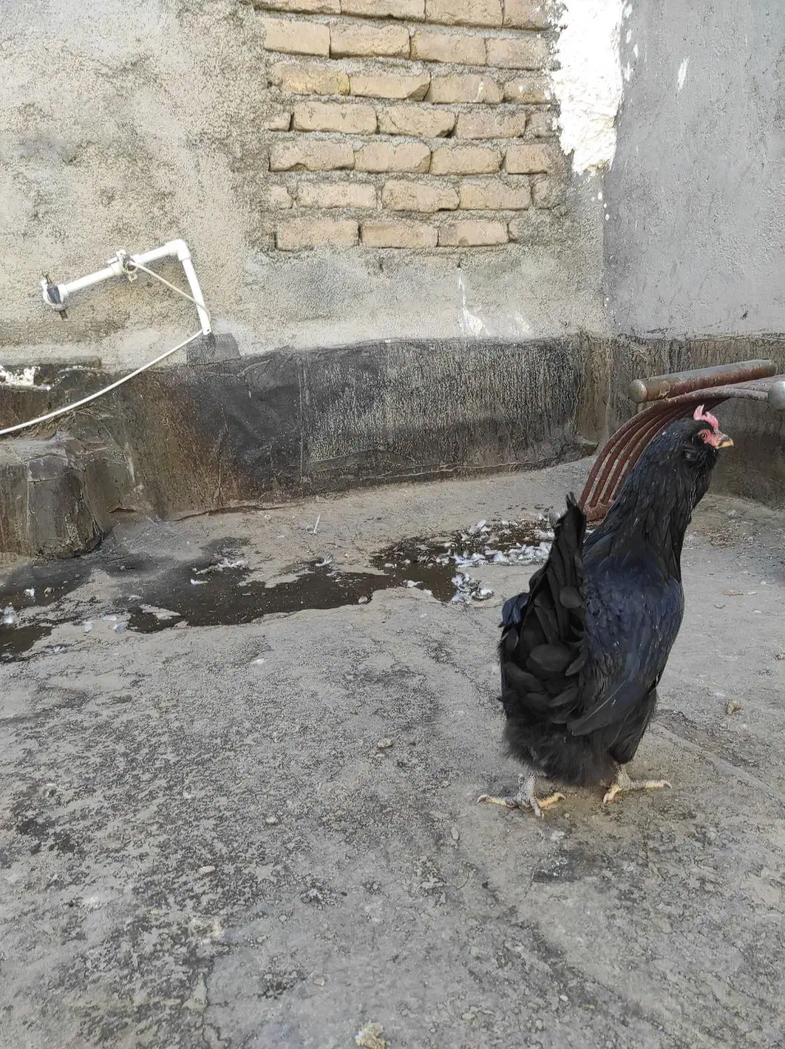 مرغ لاری و سیاه|حیوانات مزرعه|چناران, |دیوار