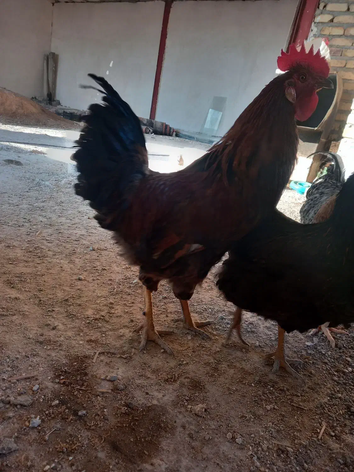 خروس محلی|حیوانات مزرعه|شال, |دیوار