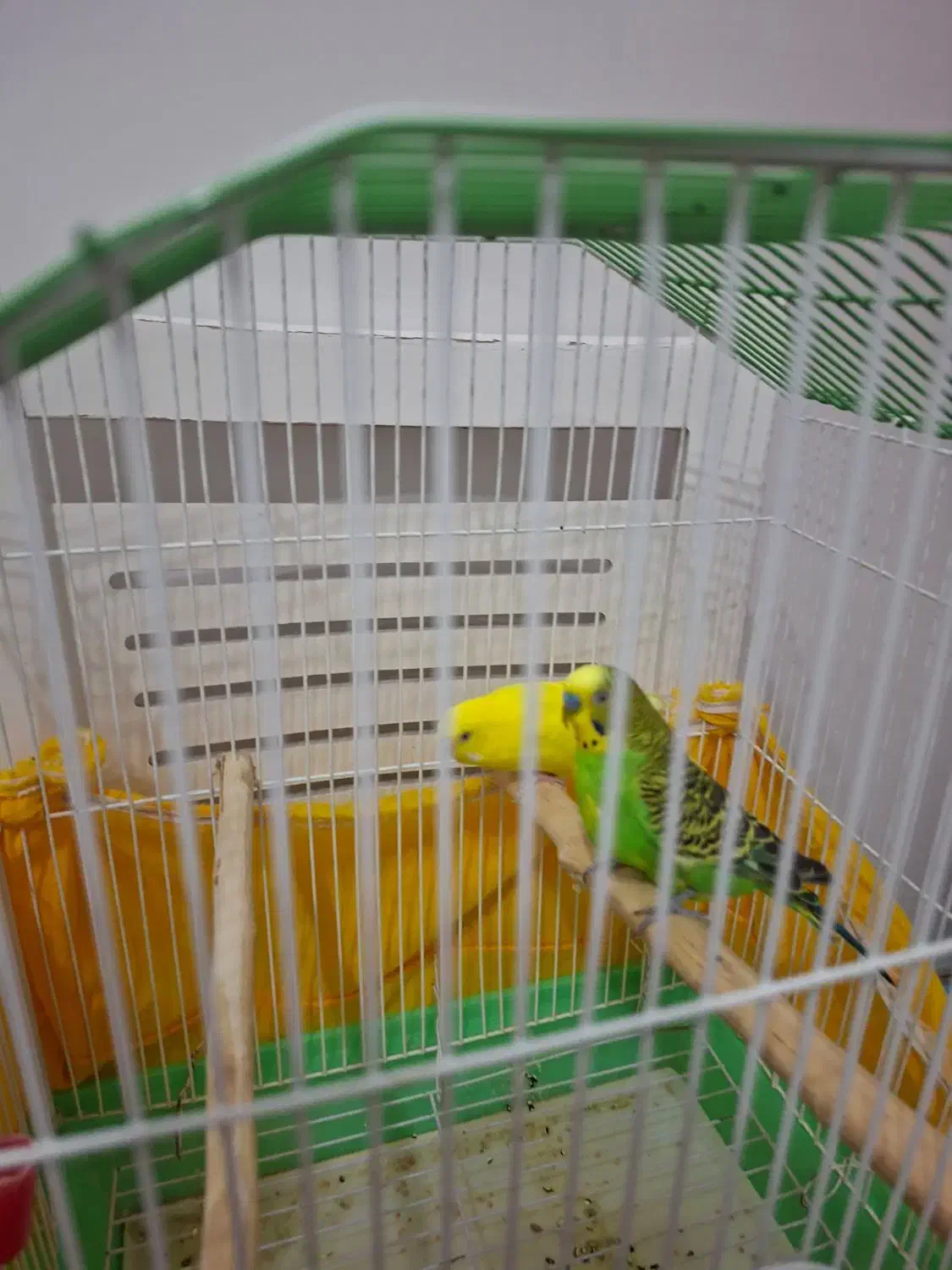 مرغ عشق نر وماده همراه با قفس|پرنده|لنجان, |دیوار