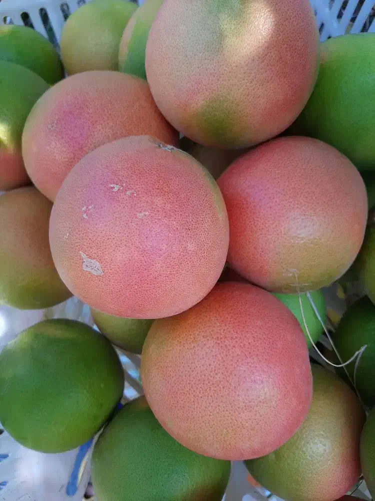 میزبانی تیم ۲۰نفره برای چین گوجه با اسکان رایگان|خدمات باغبانی و درختکاری|آبدان, |دیوار