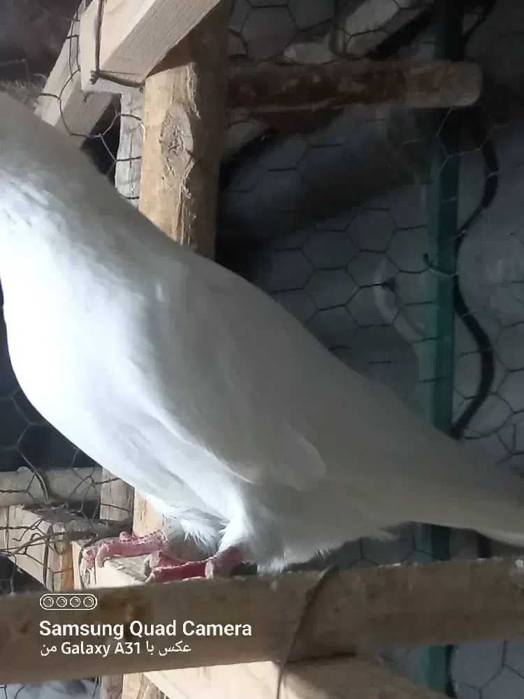 ماده پتی وآله شماره تلفن دار غریب گیری|پرنده|تهران, یافت‌آباد|دیوار