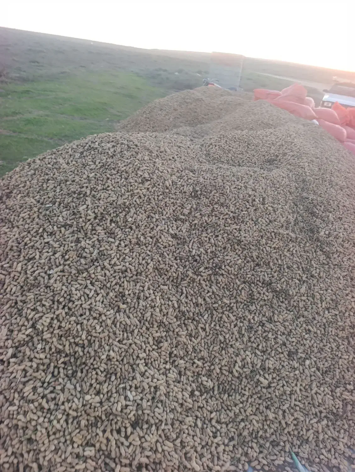 بادام زمینی|عمدهفروشی|پارسآباد, |دیوار