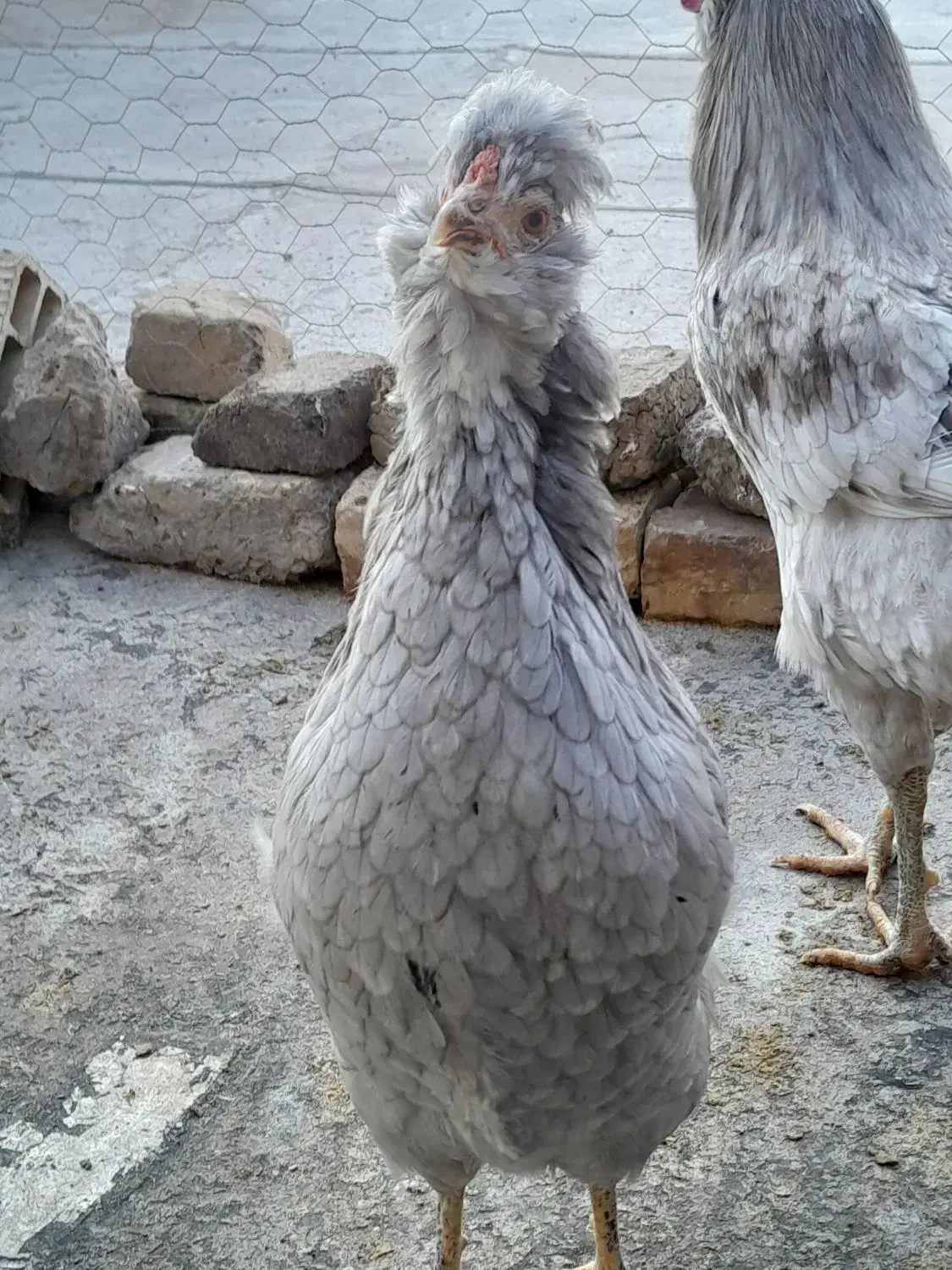 تخم مرغ گلین|حیوانات مزرعه|اقبالیه, |دیوار