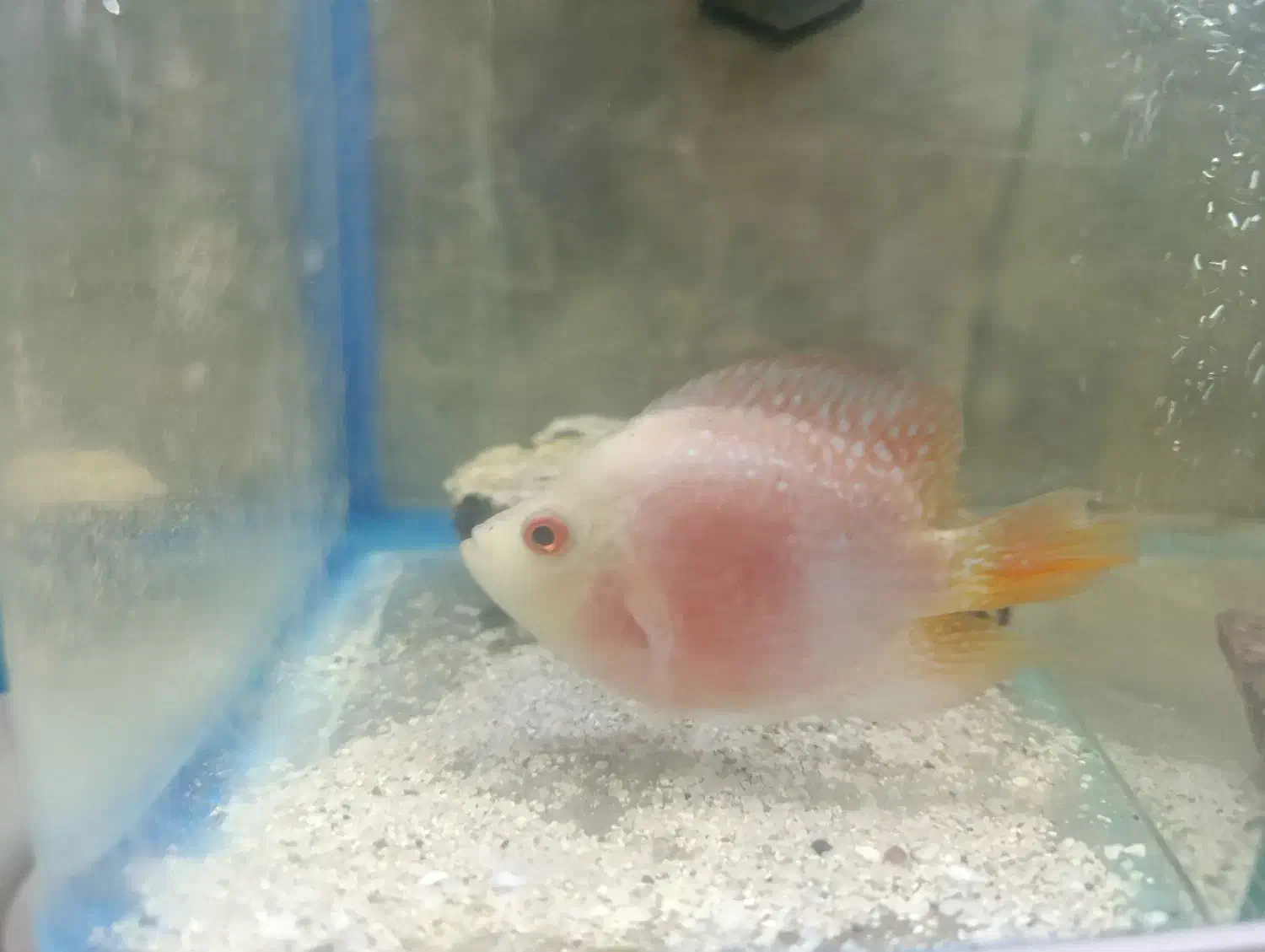 ماده فلاور|ماهی|بروجرد, |دیوار