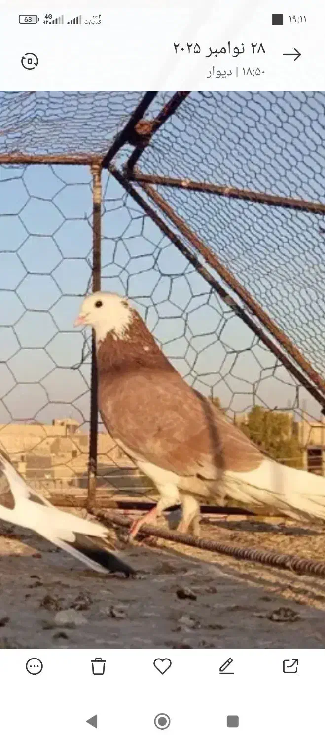 کبوتر|پرنده|نیمروز, |دیوار