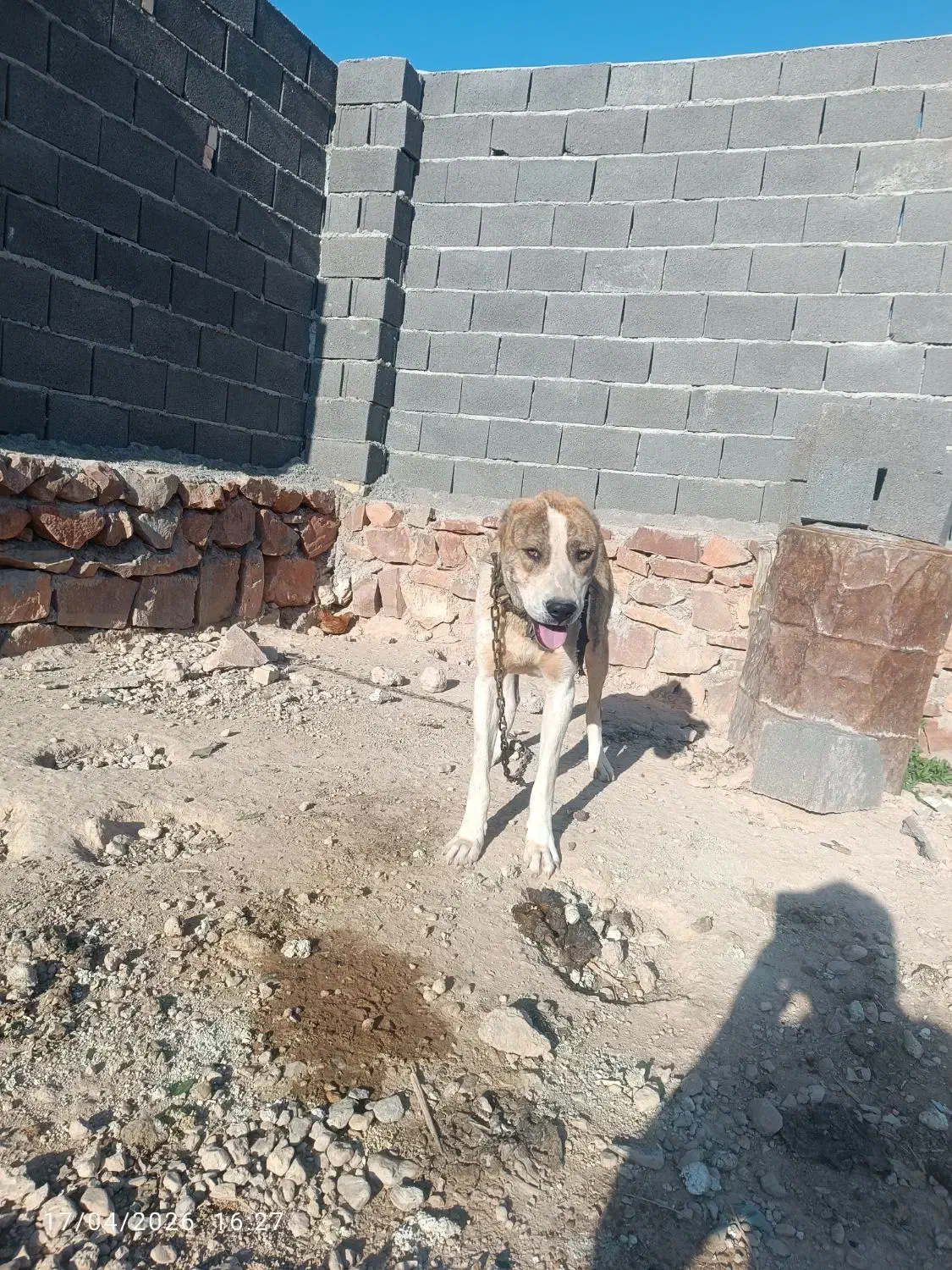 سگ رخ|سگ|نیشابور, ماروسک|دیوار