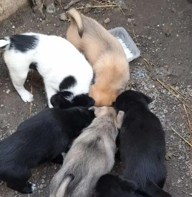 واگذاری توله‌های  گلدن،شکاری|سگ|رودسر, |دیوار