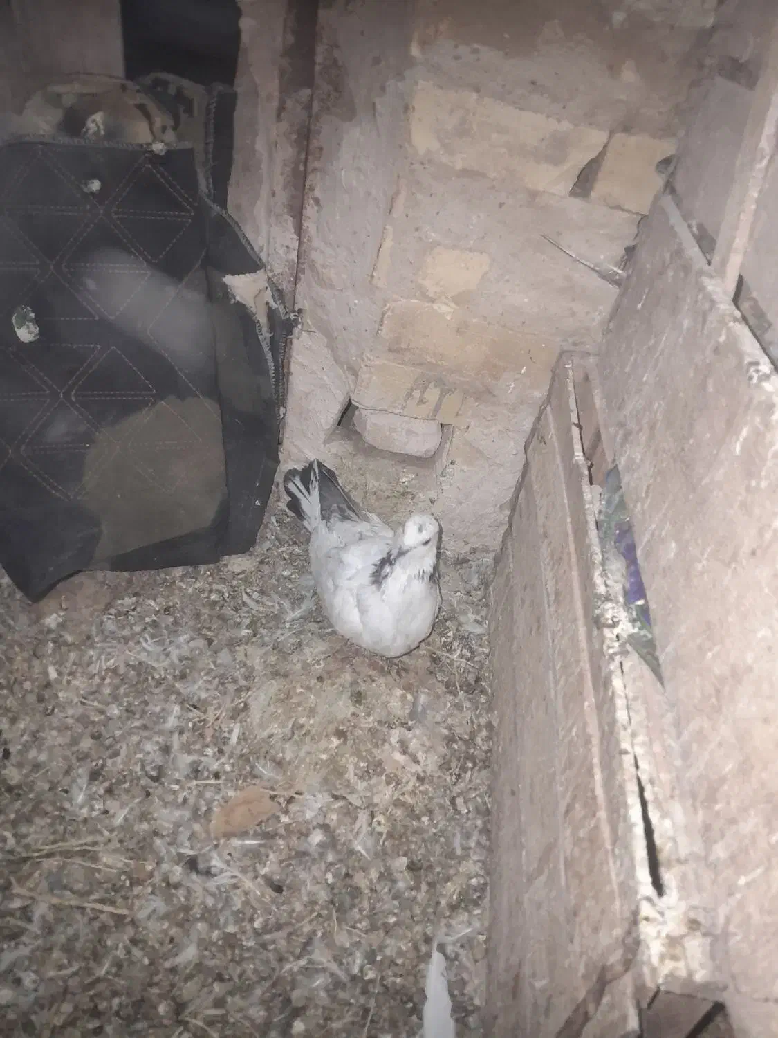 معاوضه باسرول ماده|پرنده|نوبران, |دیوار