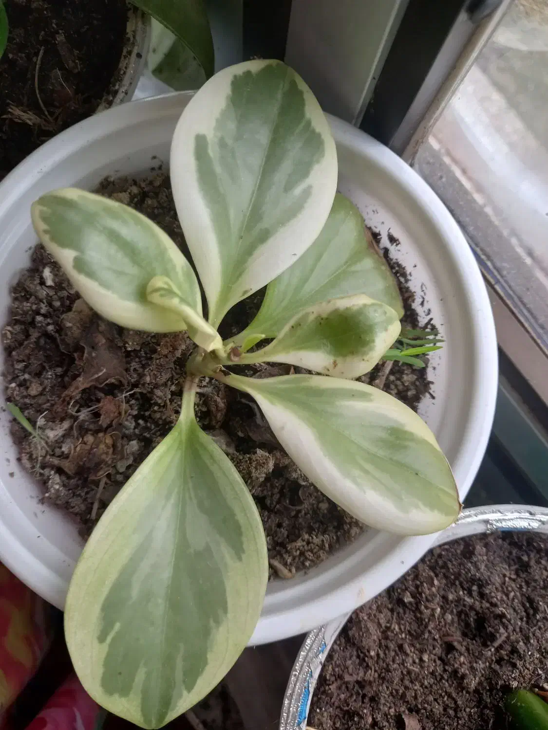 گل های زینتی|گل و گیاه طبیعی|تالش, جوکندان|دیوار