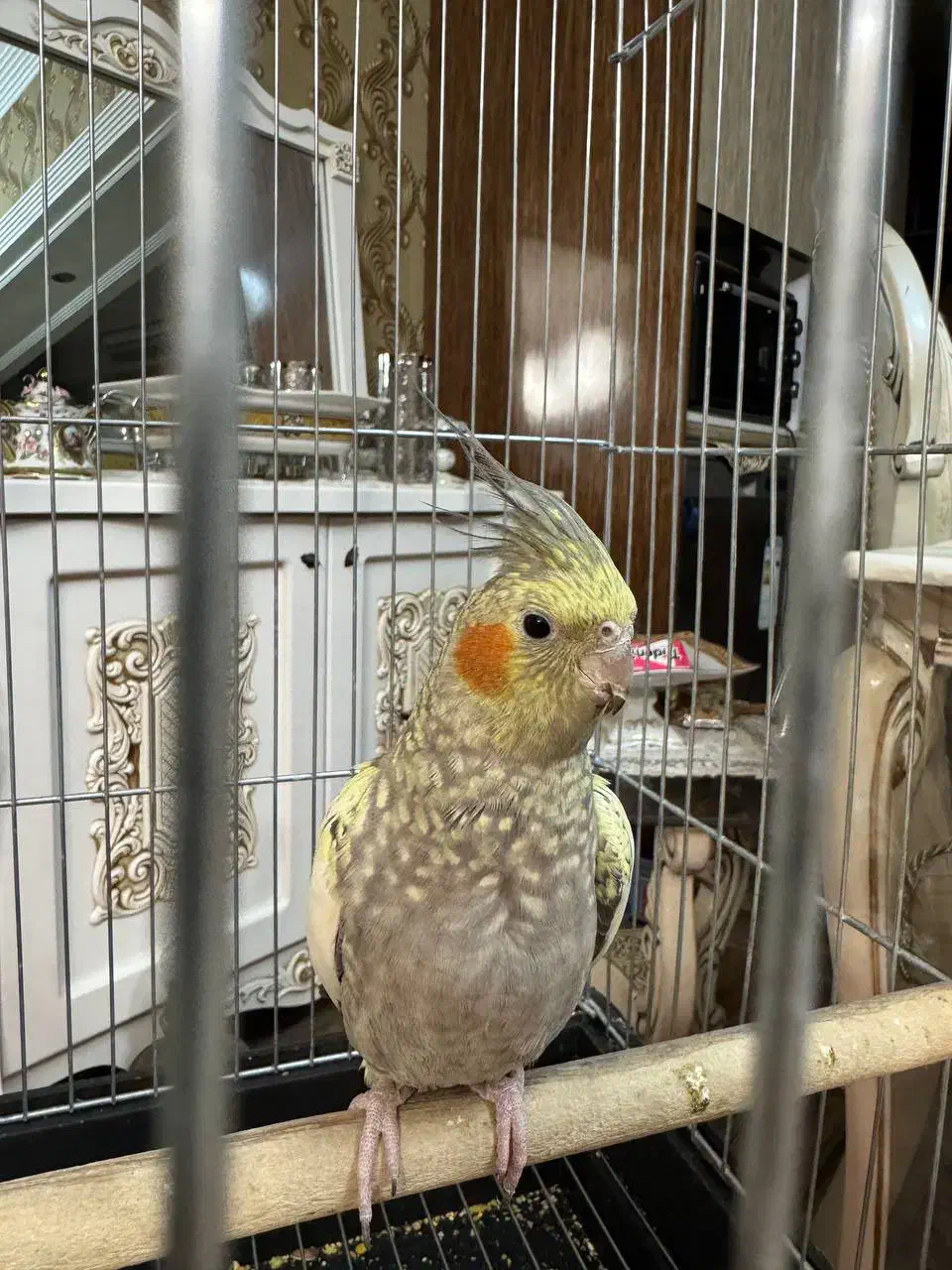 عروس هلندی|پرنده|کرج, شهرک بنفشه|دیوار