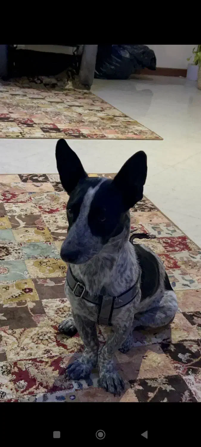 سگ گمشده|حیوانات|محمدشهر, محمدشهر|دیوار