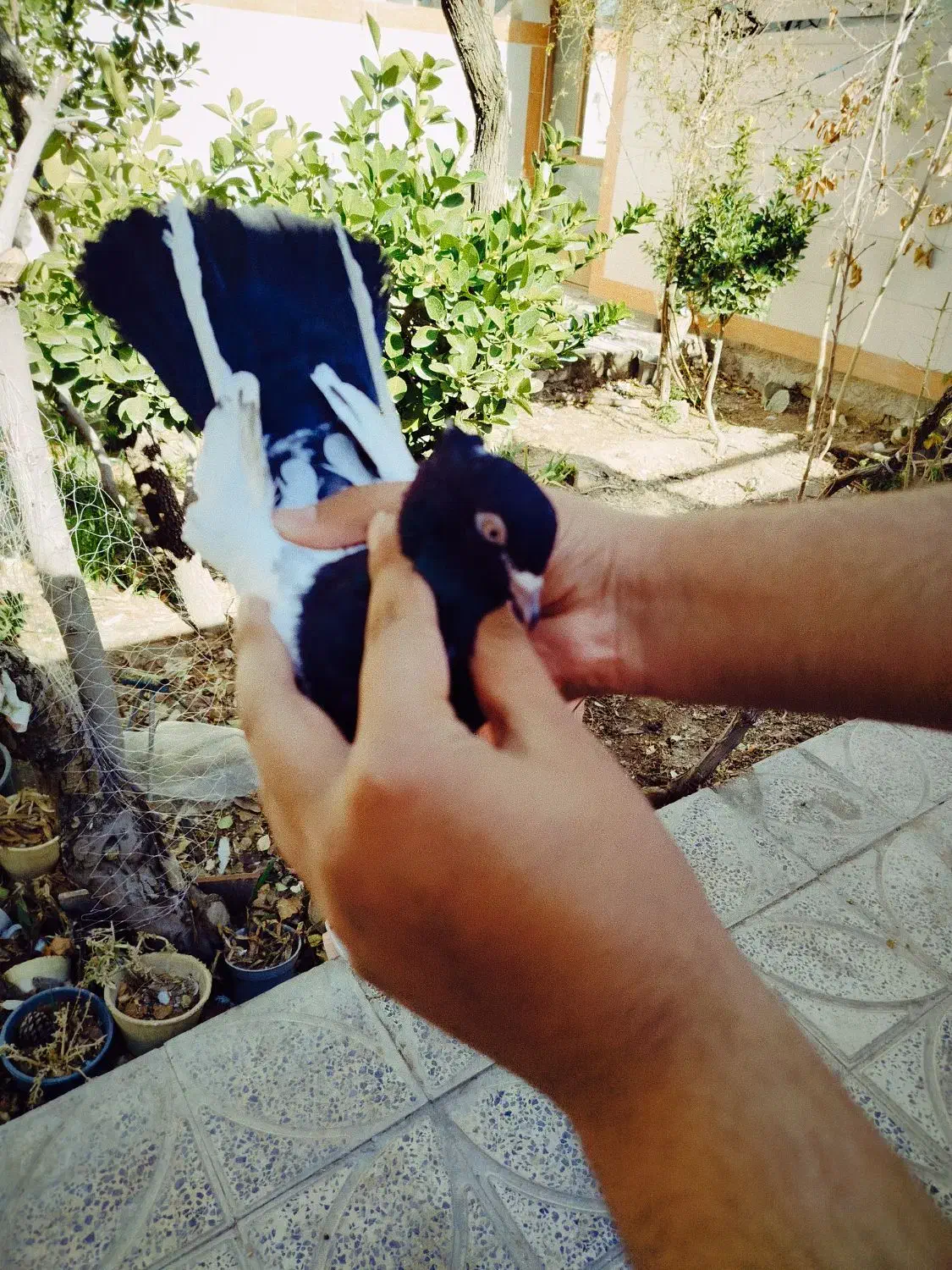 ماده سینه ای|پرنده|مبارکه, |دیوار