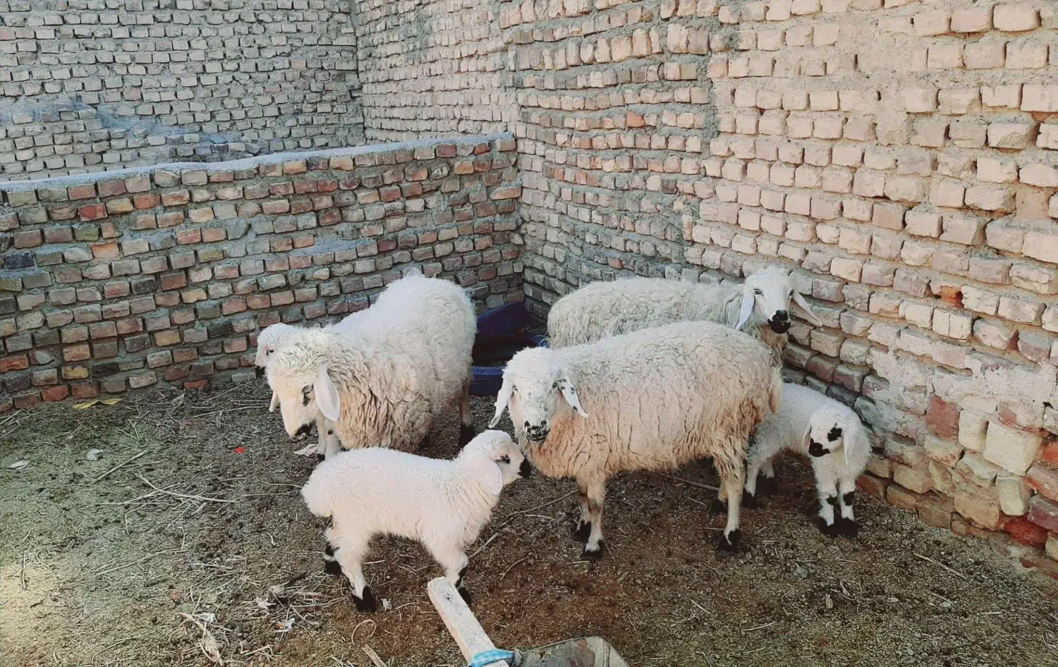 میش وبره|حیوانات مزرعه|خوسف, |دیوار