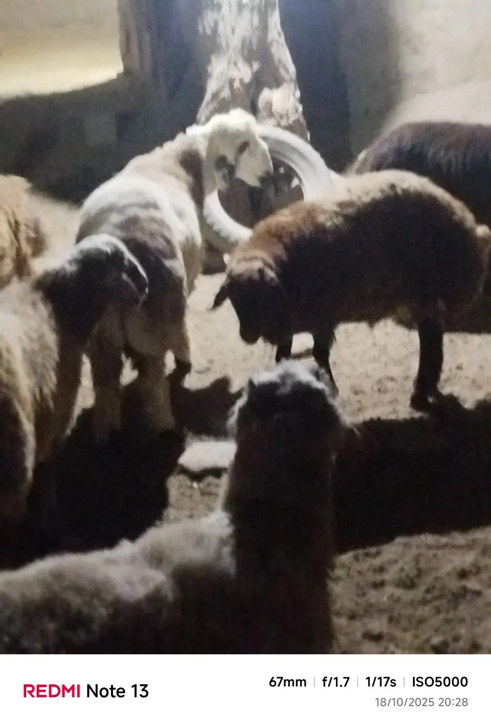 فروش9عدد بره زنده چاق اما کاملا ارگانیک و طبیعی|حیوانات مزرعه|درگز, |دیوار