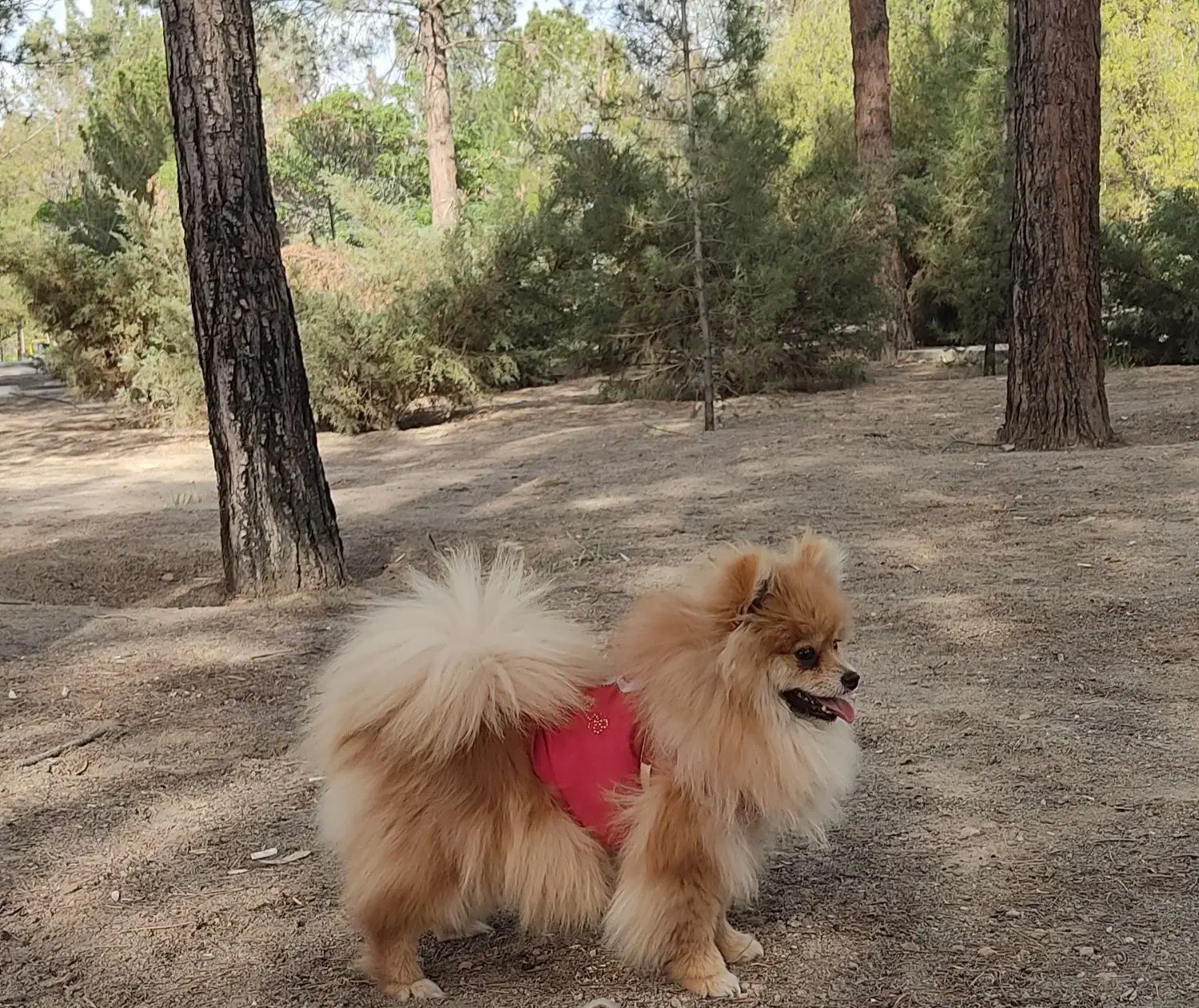 سگ پامر|سگ|برخوار, |دیوار