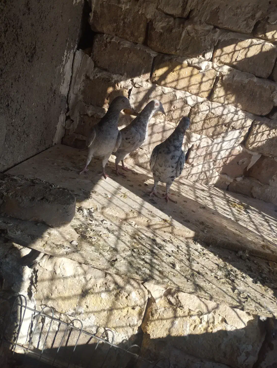 ۳تا هفت رنگ|پرنده|محمدیه-قزوین, |دیوار