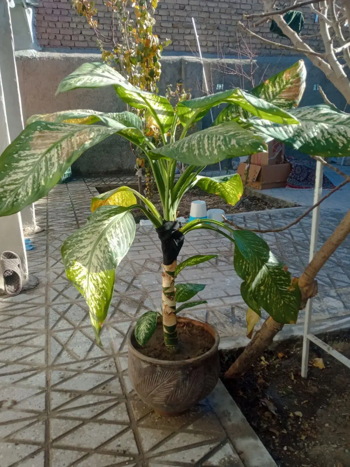 گلدان شاداب|گل و گیاه طبیعی|چناران, |دیوار