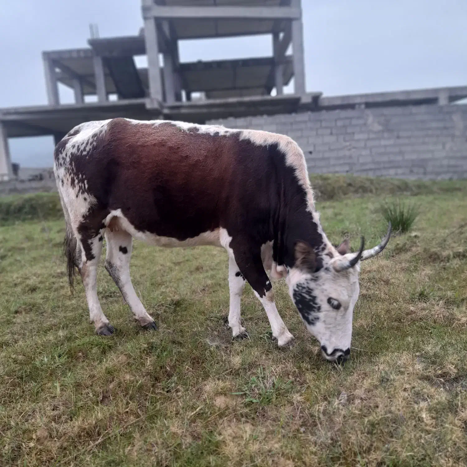 گاو|حیوانات مزرعه|رشت, پسیخان|دیوار