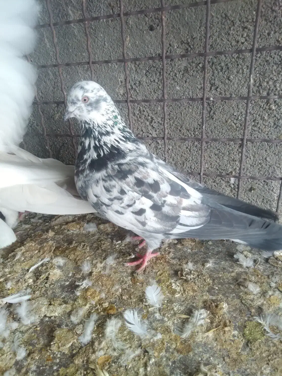 فروش کبوتر|پرنده|گرمسار, |دیوار