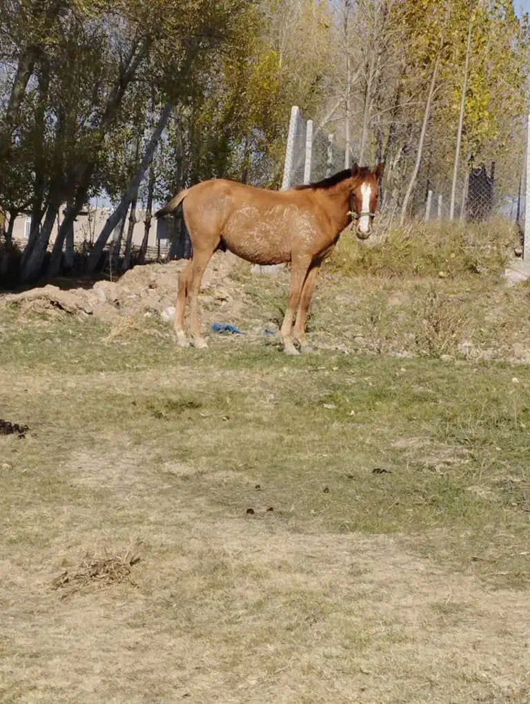 اسب|اسب و تجهیزات اسب‌سواری|اردبیل, |دیوار