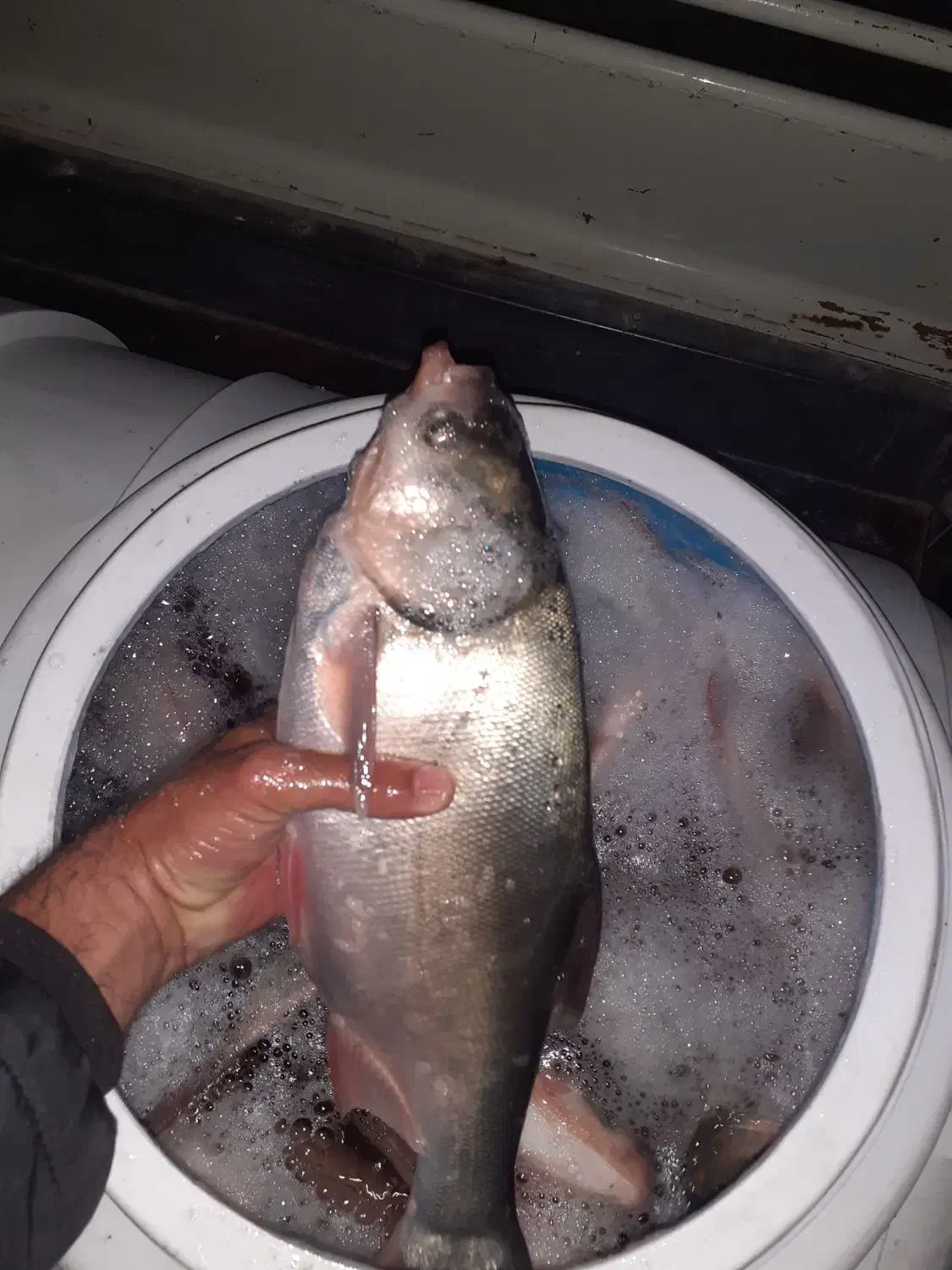 فروش ماهی زنده|ماهی|قروه, |دیوار