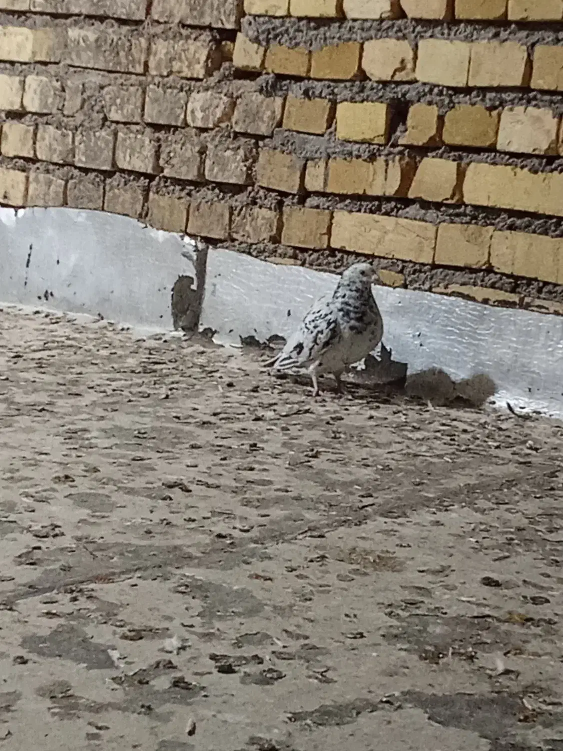 کبوتر|پرنده|تاکستان, |دیوار