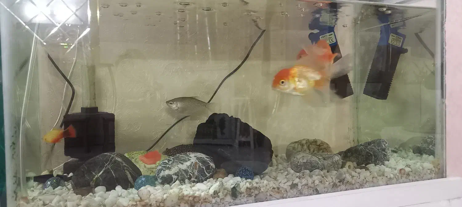 اکاریوم با کلیه لوازم قیمت ۱۵۰۰|لوازم جانبی حیوانات|پاکدشت, پاکدشت (مامازند)|دیوار