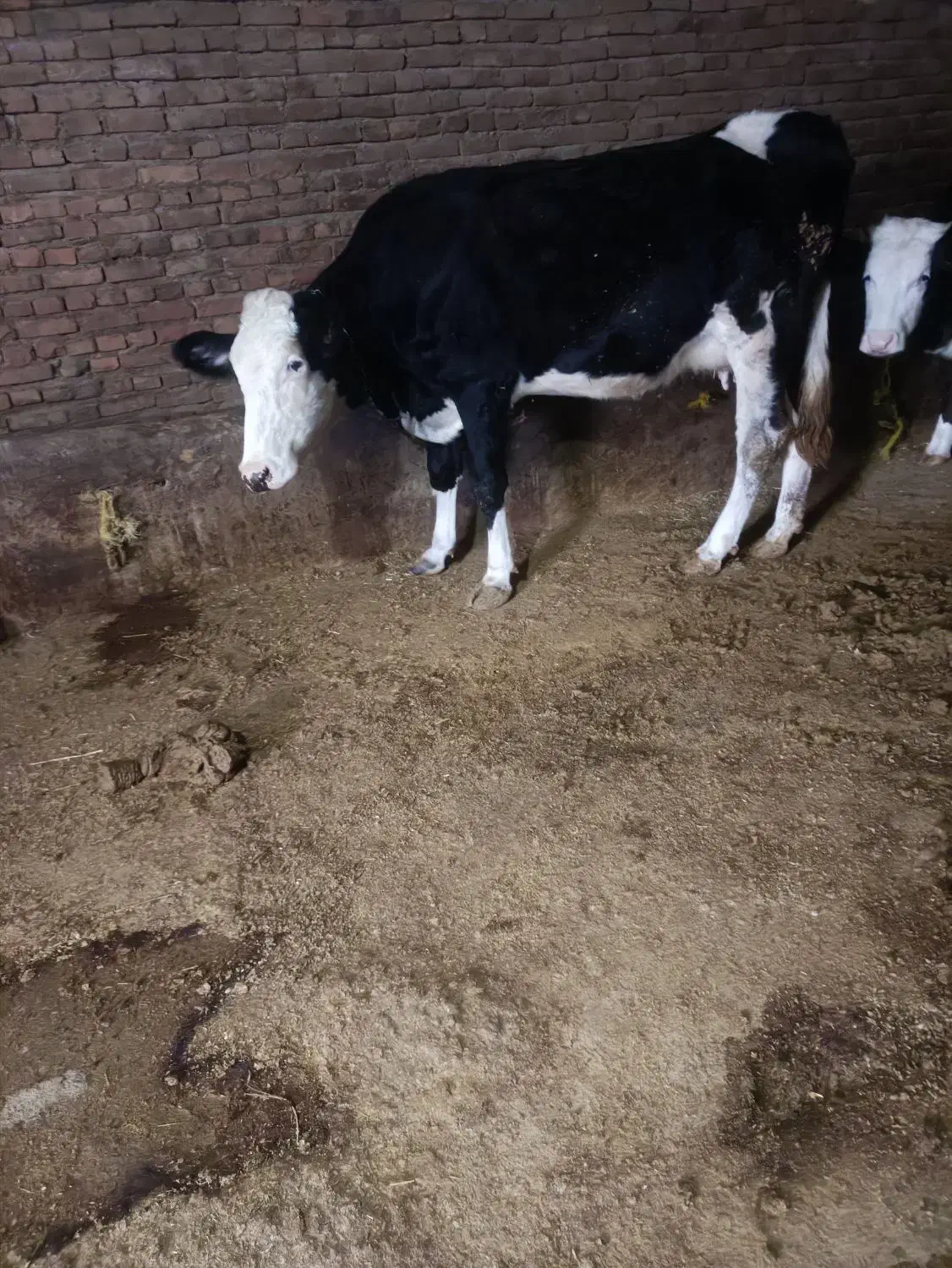 تلیسه سیمنتال ..|حیوانات مزرعه|نظر کهریزی, |دیوار