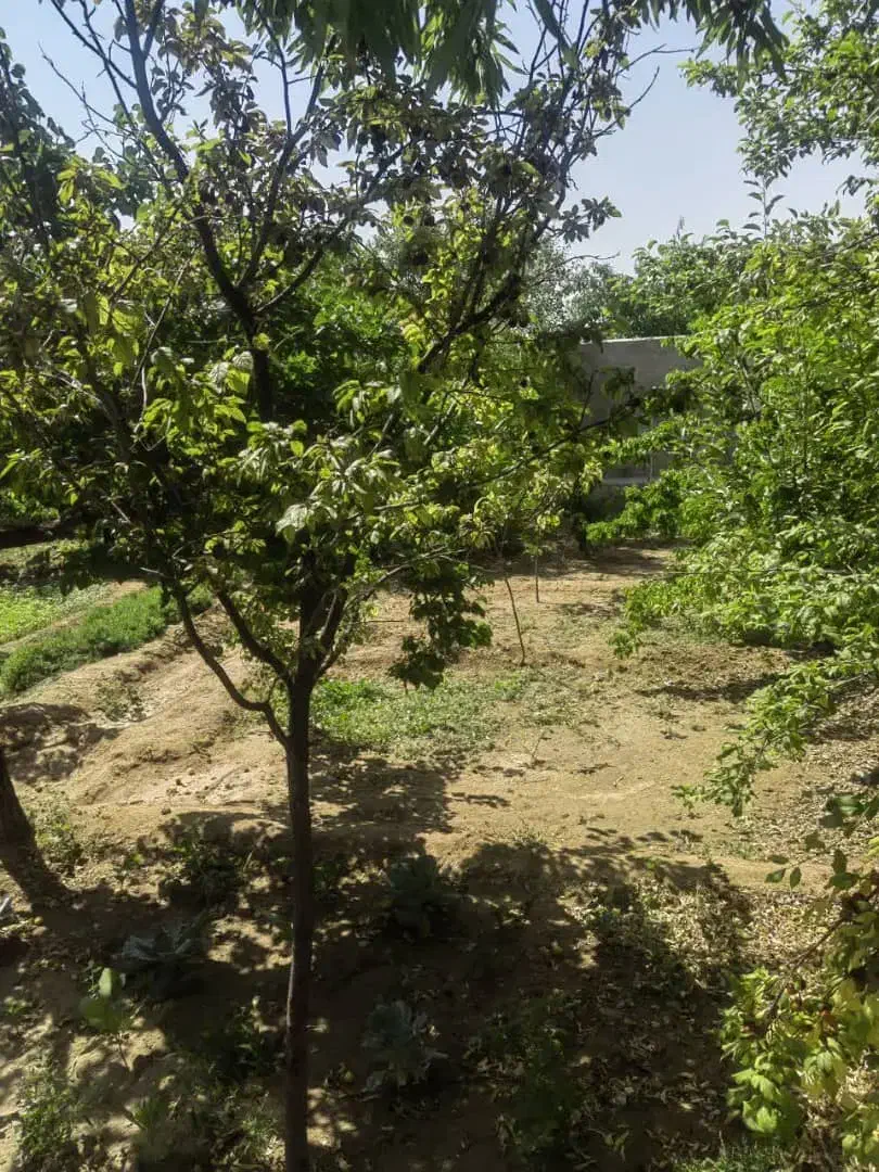 زمین فروشی سخوید|فروش زمین و ملک کلنگی|نیر (یزد), |دیوار