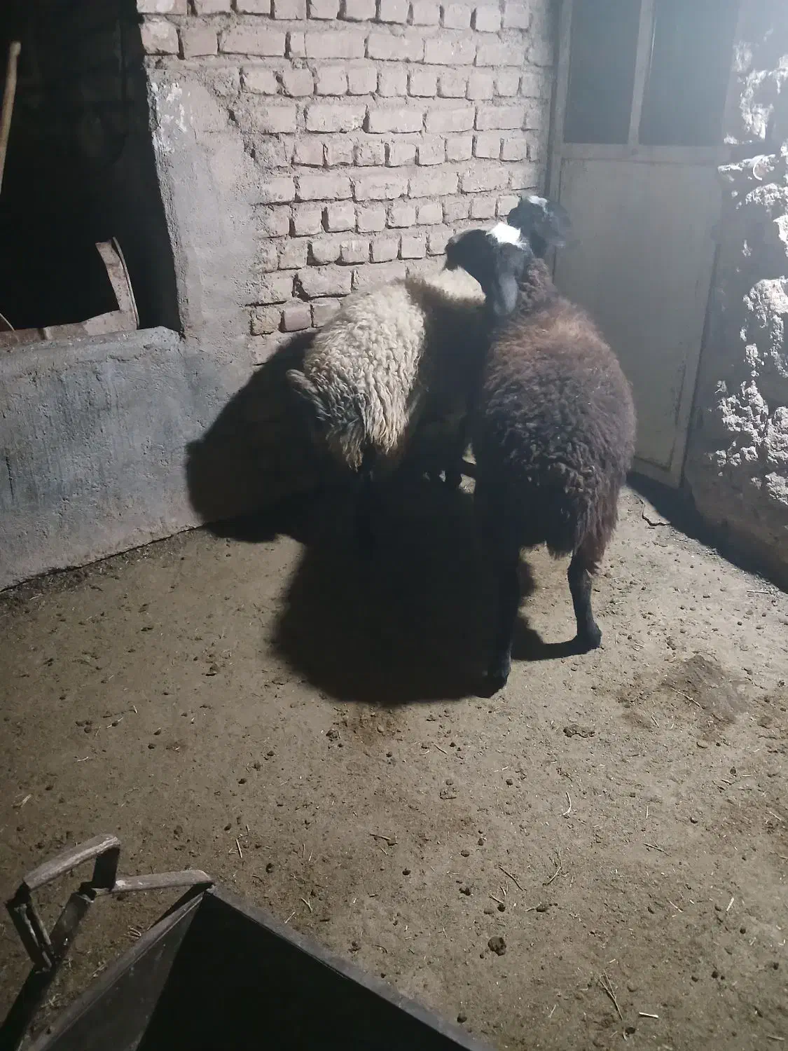 بره شالی|حیوانات مزرعه|رامند, |دیوار