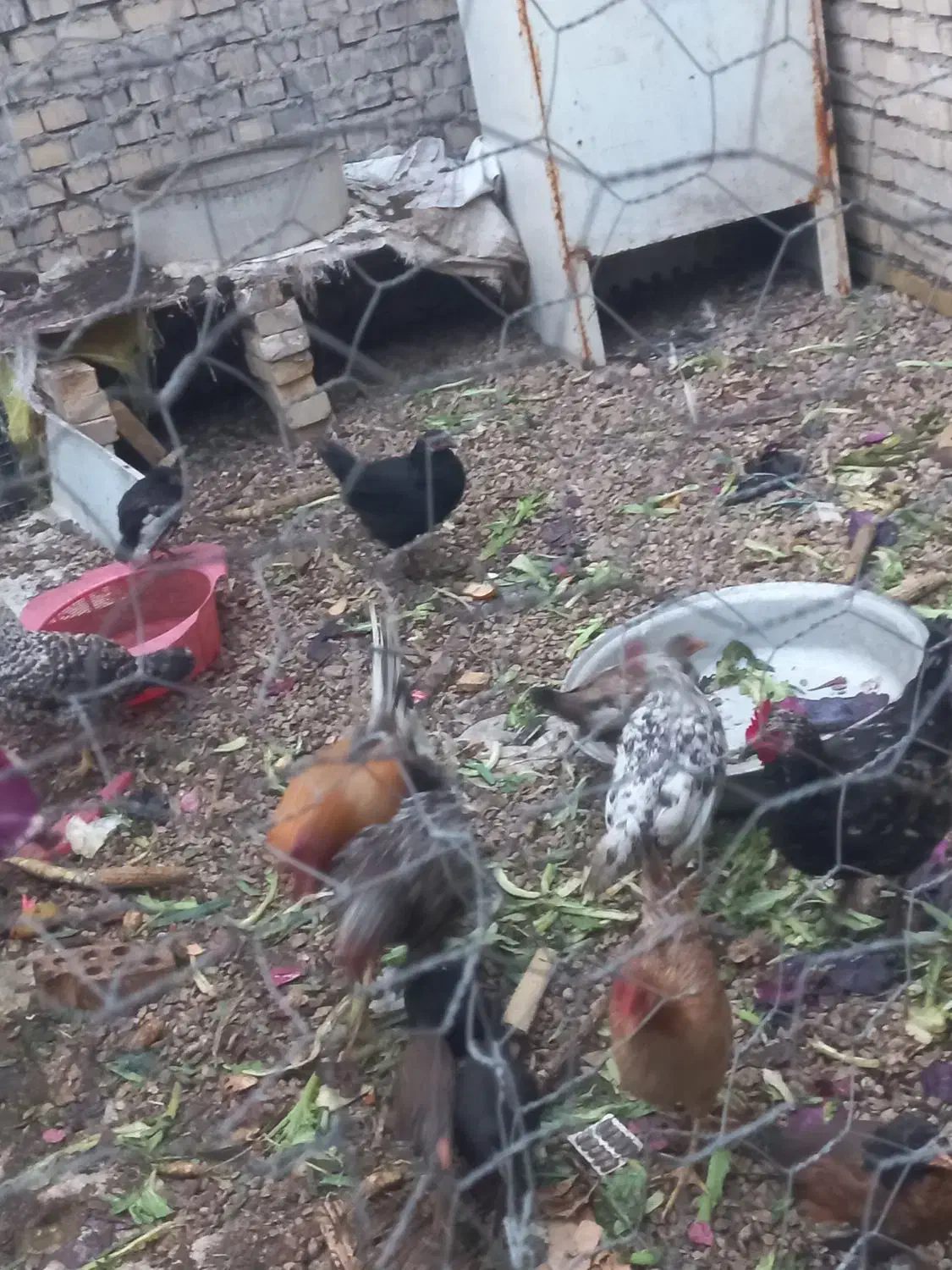 خروس عربی و نیمچه مرغ عربی|حیوانات مزرعه|اهواز, گلستان|دیوار