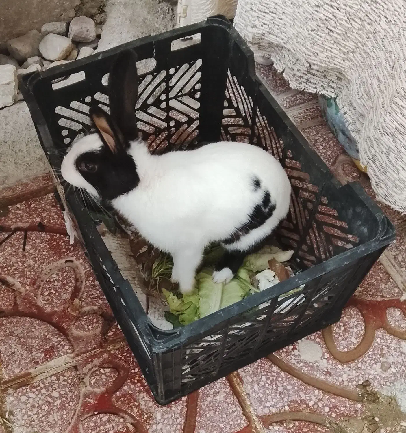 خرگوش|موش و خرگوش|مریوان, |دیوار