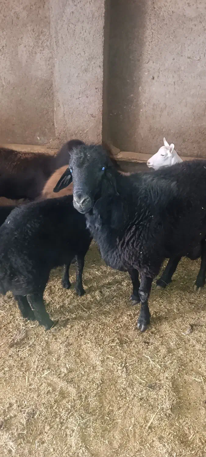 قوچ‌هترو|حیوانات مزرعه|میان جلگه, |دیوار