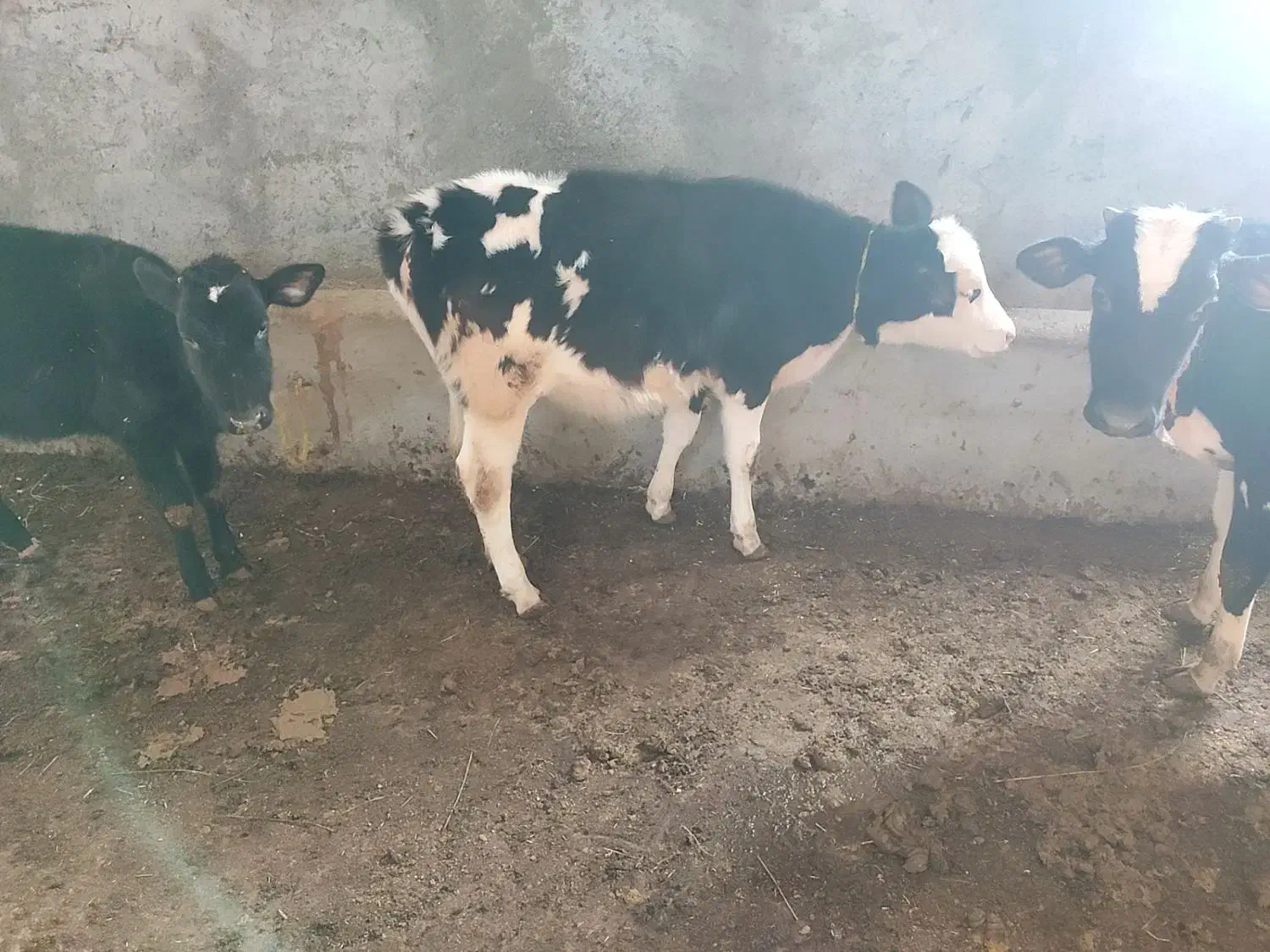 گاو وگوساله|حیوانات مزرعه|مراغه, |دیوار