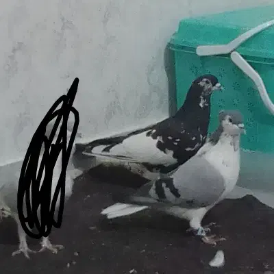 کبوتر|پرنده|شیروان (خراسان), |دیوار