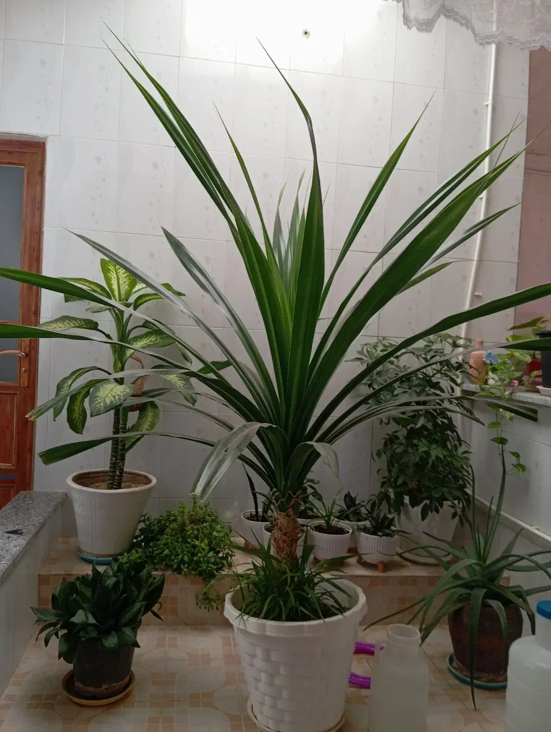 گل پاندانوس|گل و گیاه طبیعی|صحنه, |دیوار