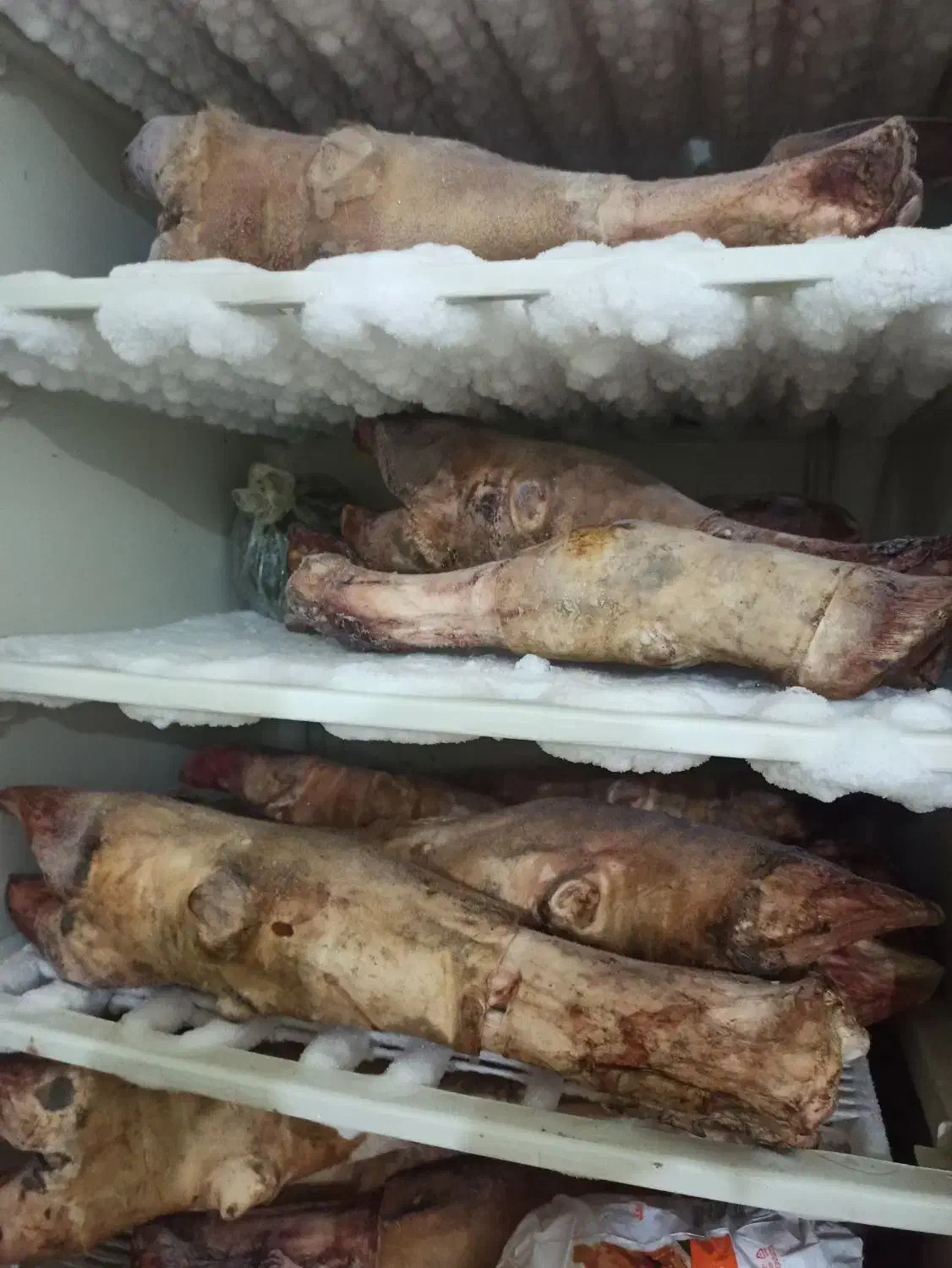 فروش پاچه گوساله|خوردنی و آشامیدنی|فلاورجان, |دیوار