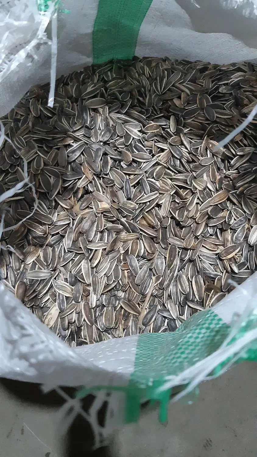 تخمه آفتابگردان|خوردنی و آشامیدنی|محمدبار, |دیوار