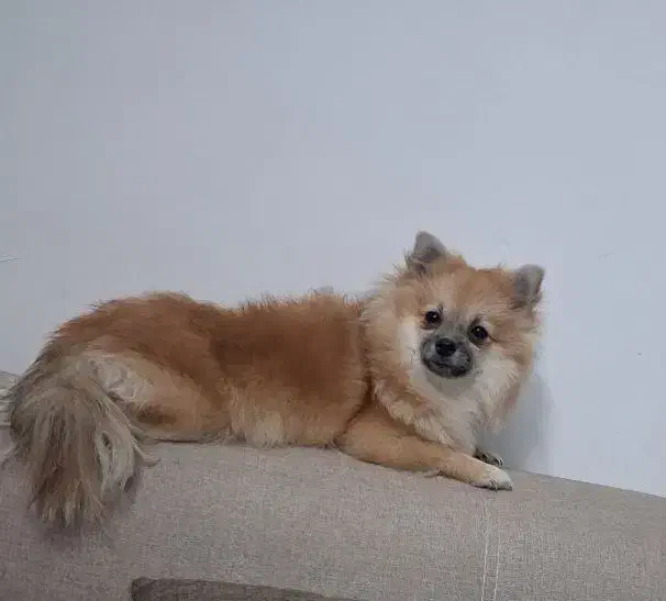 سگ پامرانین|سگ|مشهد, شریف|دیوار